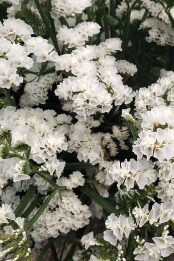 Tissue Statice White 